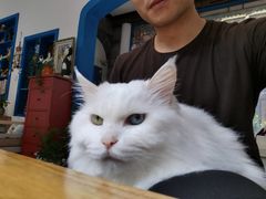 -Anne猫窝咖啡屋