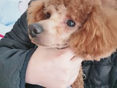 -宠福鑫康馨动物医院·骨科·眼科