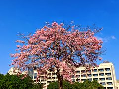 -风云岭森林公园