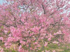 -天适樱花悠乐园