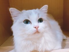 -瞄一喵猫咖(格力海岸店)