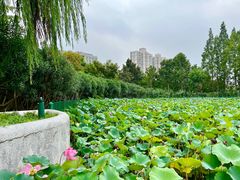 -黄兴公园