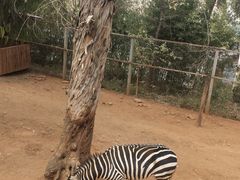 -昆明动物园