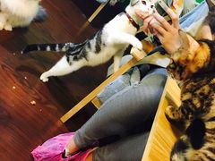 -李小姐の猫咖啡馆(五角场店)