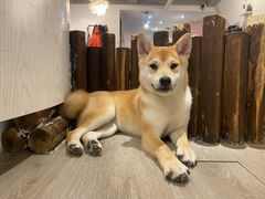 -浣熊柯尔鸭土拨鼠·电玩咖
