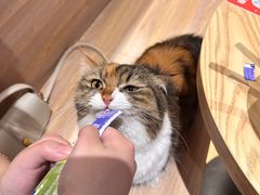 -米乐乖乖猫咪咖啡馆·猫咖(深圳湾后海汇店)