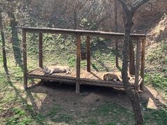 -石家庄市动物园