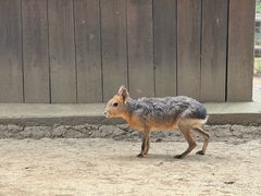 -苏州太湖西山岛开心农场