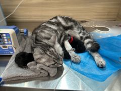 -纳吉亚猫专科动物医院(康都外科中心)