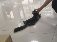 -鼓捣猫呢主题猫咖店