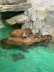 -Zoolung Zoolung动物主题公园(海信广场店)