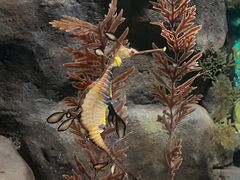 -上海海洋水族馆