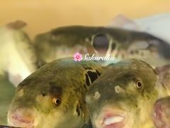 -天正河鲀·河豚亭(大连店)