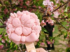 -上海辰山植物园