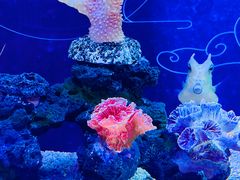 -上海海昌海洋公园