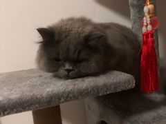 -古乐牛香·鲜牛肉牛杂火锅(新区店)