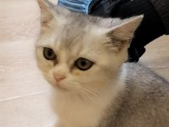 -猫咪派对(江南西店)