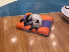 -龟与熊猫宠物公园(南坪店)