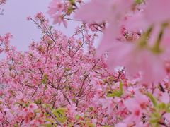 -天适樱花悠乐园