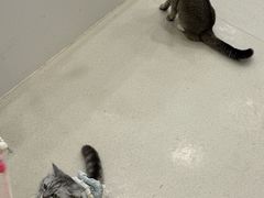 -共舞时光猫咖·狗咖(新街口店)