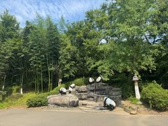 -都江堰中华大熊猫苑