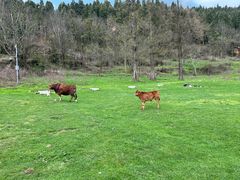 -武陵山森林公园