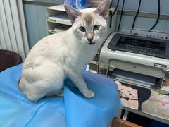 -纳吉亚猫专科动物诊疗中心(蒋宅口分院)