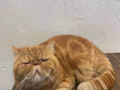 -猫友咖啡店(玉林西路店)