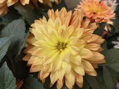 -泉乐坊步行街(烟酒特产平价超市店)