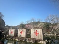 -香雪海