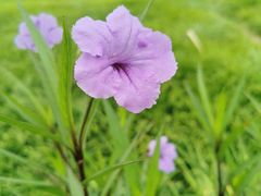 -桤木河湿地公园