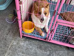 -喵百万·布偶·蓝金金渐层英短·猫舍(百子湾店)
