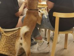 -柴迷FANS CLUB·柴犬狗咖·猫咖