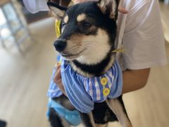-南京Hallo宠物乐园·哈罗犬舍·柴犬繁育基地