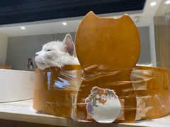 -藏猫猫咖啡主题馆(中央大道店)