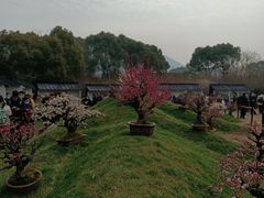 -香雪海