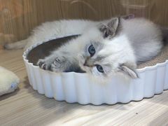 -屋虎猫馆(宝安大仟里店)