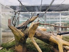 -大青山野生动物园