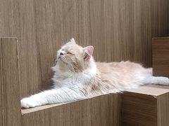 -COLOR PETS 撸猫馆·购猫·猫咖(长风大悦城店)