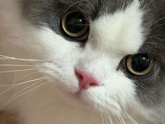 -欣宠猫屋·矮脚拿破仑·蓝金金渐层
