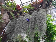-北京植物园-展览温室