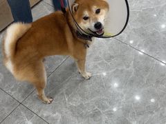 -艾贝尔宠物医院·宠保定点·超声绝育·免疫点(樱花路店)