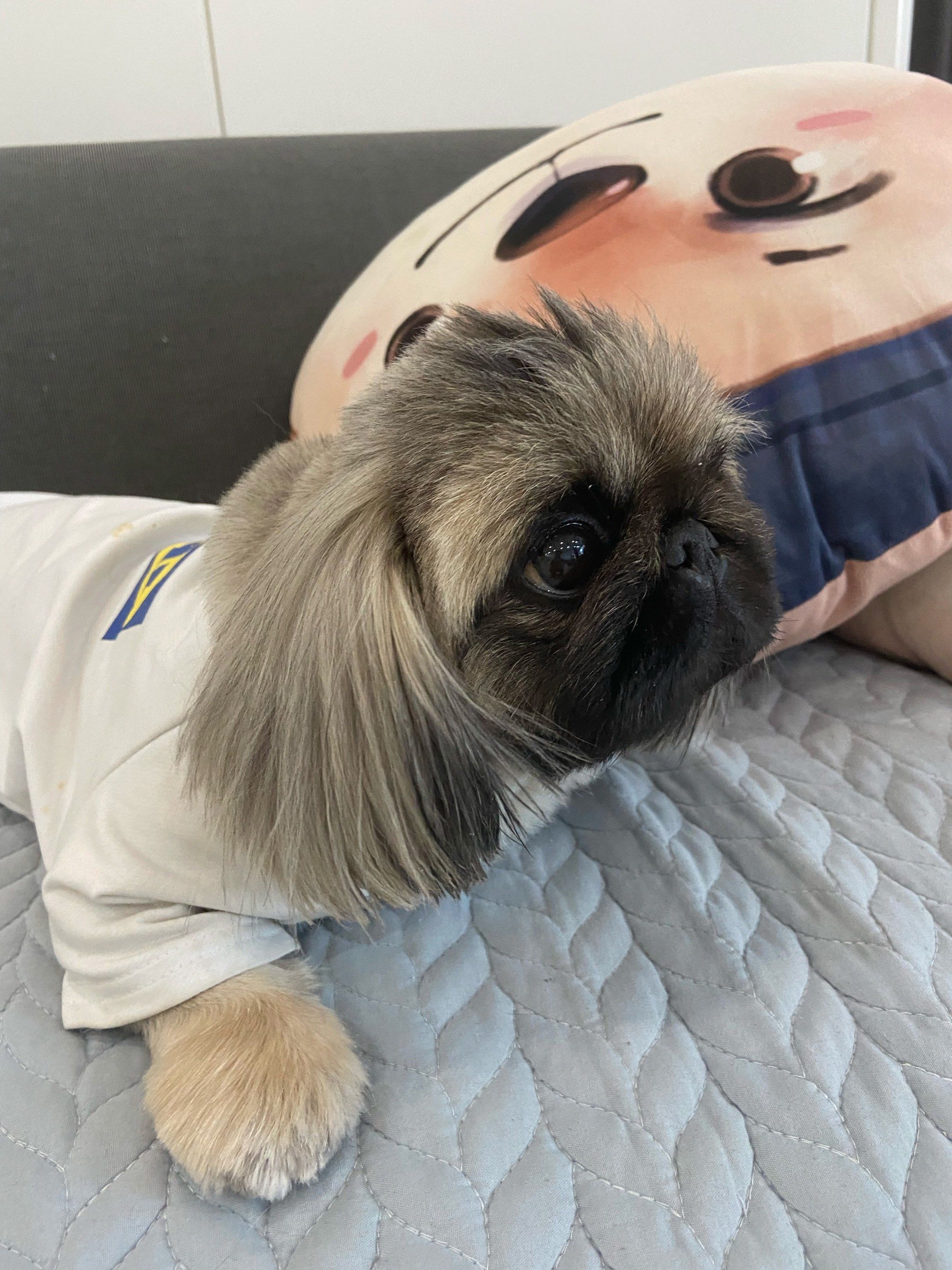 京巴犬