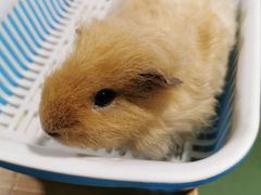 -藦茜花园宠物主题亲子互动体验馆(国顺东路店)