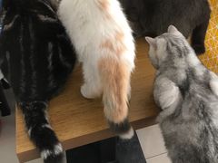 -平行世界·猫咖(首经贸店)