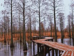 -池杉湖湿地公园