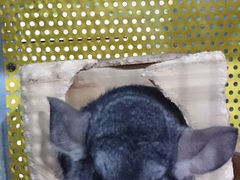 android_upload_pic-上海大自然野生昆虫馆