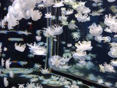 -太平洋海底世界