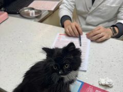 -宠颐生宠物医院·异宠猫科内科·诊疗中心宠巢店