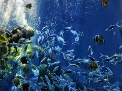 -哈尔滨波塞冬海底世界